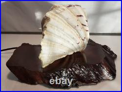Vintage California redwood & seashell table lamp Vintage California redwood & seashell table lamp