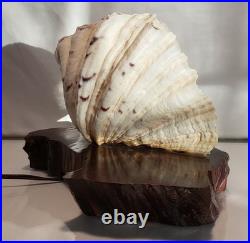 Vintage California redwood & seashell table lamp Vintage California redwood & seashell table lamp