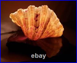Vintage California redwood & seashell table lamp Vintage California redwood & seashell table lamp