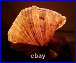 Vintage California redwood & seashell table lamp