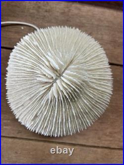 Vintage Coral And Wood 1960's Lamp