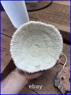 Vintage Coral And Wood 1960's Lamp Vintage Coral And Wood 1960's Lamp